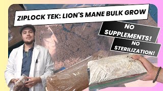 Lion’s Mane in Ziplocks? Bulk Growing Made Easy!