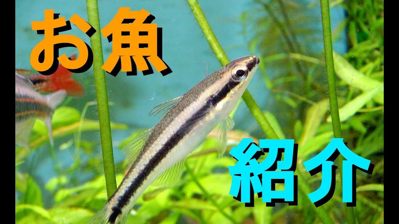 ぼくの 南米シャークゴビー お魚紹介 Youtube ぼくの 南米シャークゴビー お魚紹介 Youtube