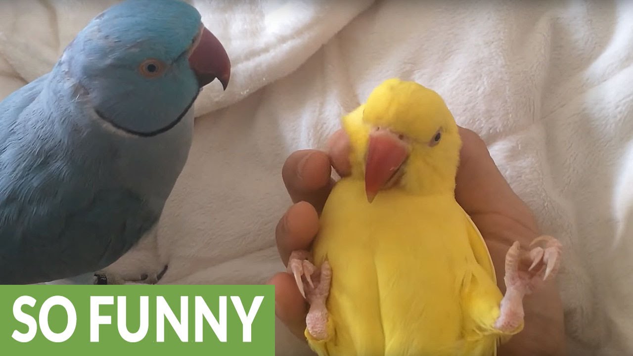 Parrot jealous of companion's attention YouTube