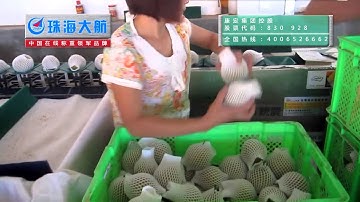 fruit sorting with manual feeding from dahang automation