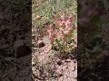 Rumex vasicarious