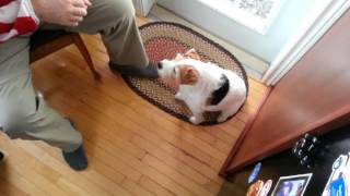 Zippy learns 'Wave' via Clicker Training