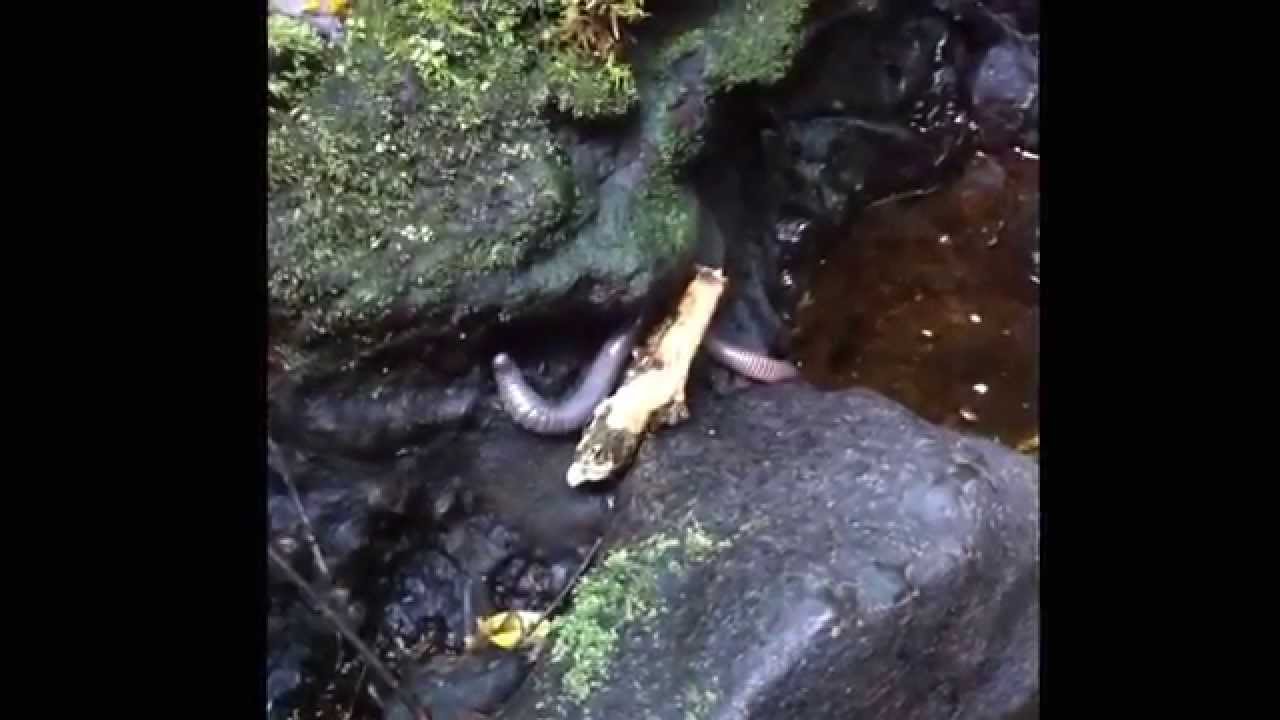 Warm Cacing raksasa di  Taman Nasioanl Gunung  Gede  