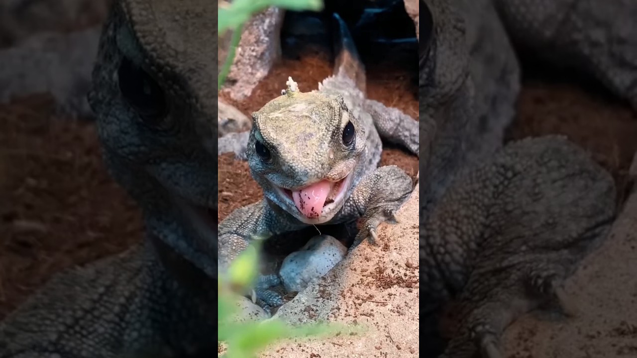 New Zealand’s Weirdest Animals Will Shock You