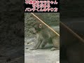 【爆笑】拗ねるモモちゃんのご機嫌をとるパンチくん！😱必死ななだめ方が面白すぎる🤣 #パンチくん#shorts #zoo #市川市動植物園 #monkey #cute