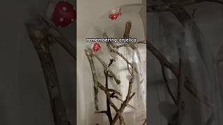 Remembering My Beautiful Black Widow Anjelica ,