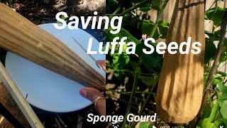 How to collect Luffa Gourd Seeds🌱(Tori ki seeds kaise save kare apne garden sai) #vegetablegarden