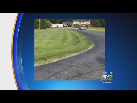 Видео: Wallaby цэцэрлэгт хортон шавьж - Уоллаби миний ургамлыг идэхийг хэрхэн зогсоох вэ