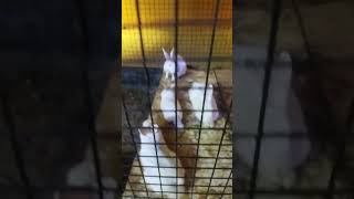 Rabbit eating 🍲🍲🍲🍲 food