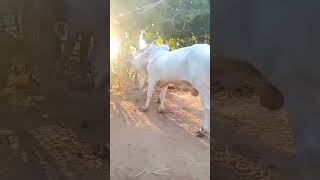 Episode 574 New Bull Fire