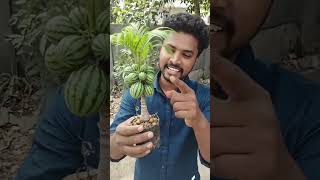 amazing video watermelon tree😱😱😱 #youtubeshorts #youtube #viral