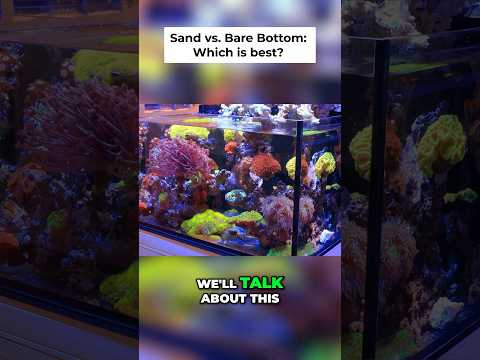 Sand VS. Bare Bottom? 🤔🐠 #fish