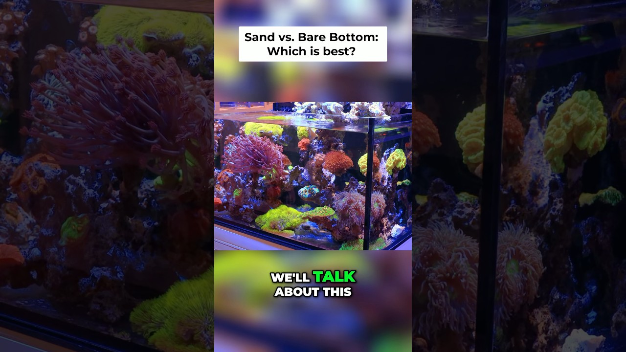 Sand VS. Bare Bottom? 🤔🐠 #fish