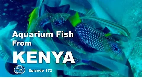 Aquarium fish from Kenya Fincasters Episode 172
