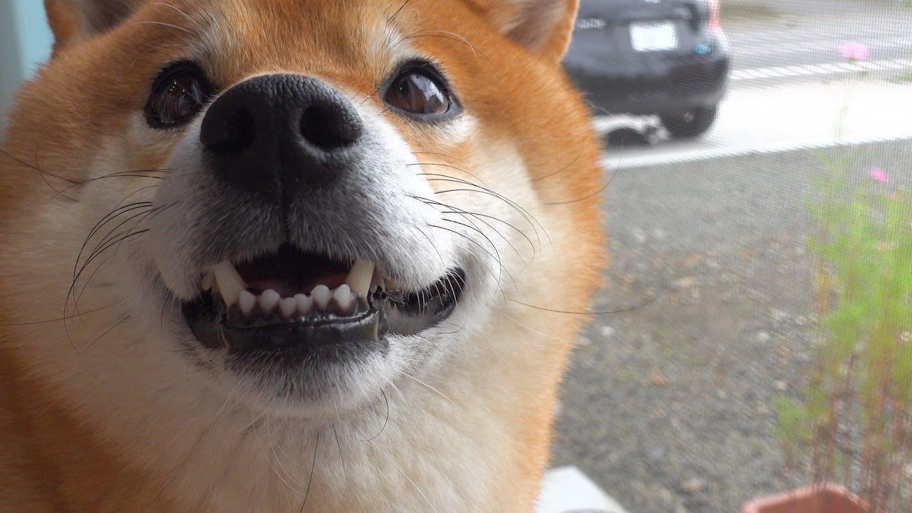 無類の猫好きの柴犬が、駐車場で何かを発見したようです。 - YouTube
