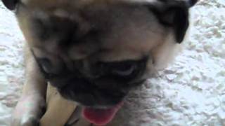 Growling Pug