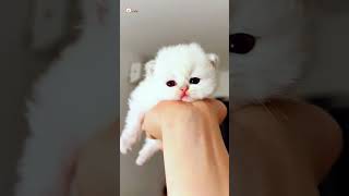 Cute Kittens❤️【164】#Shorts #Cutecat520 #Cat #Kittens #Pets