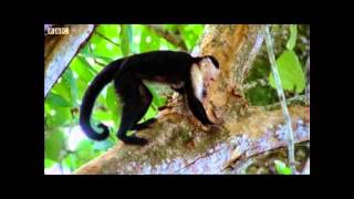 Two Monkeys Were Paid Unequally: Excerpt from Frans de Waal's TED Talk