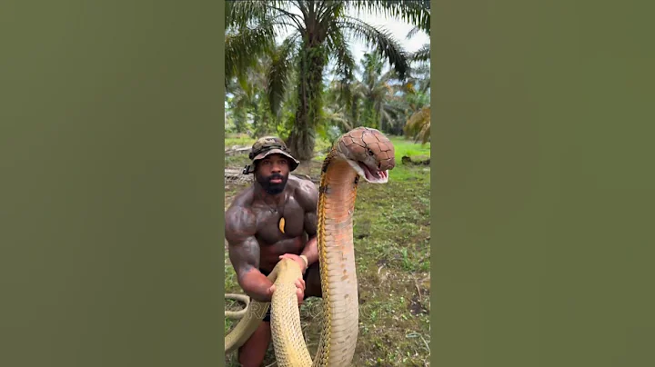 Raising a Wild King Cobra with One Hand — A Moment of Trust #cobra