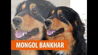 Монгол банхар | Mongolian Bankhar dog | Нохойн үүлдэр №12