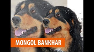 картинка: Монгол банхар | Mongolian Bankhar dog | Нохойн үүлдэр №12