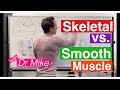 Smooth Muscle vs. Skeletal Muscle