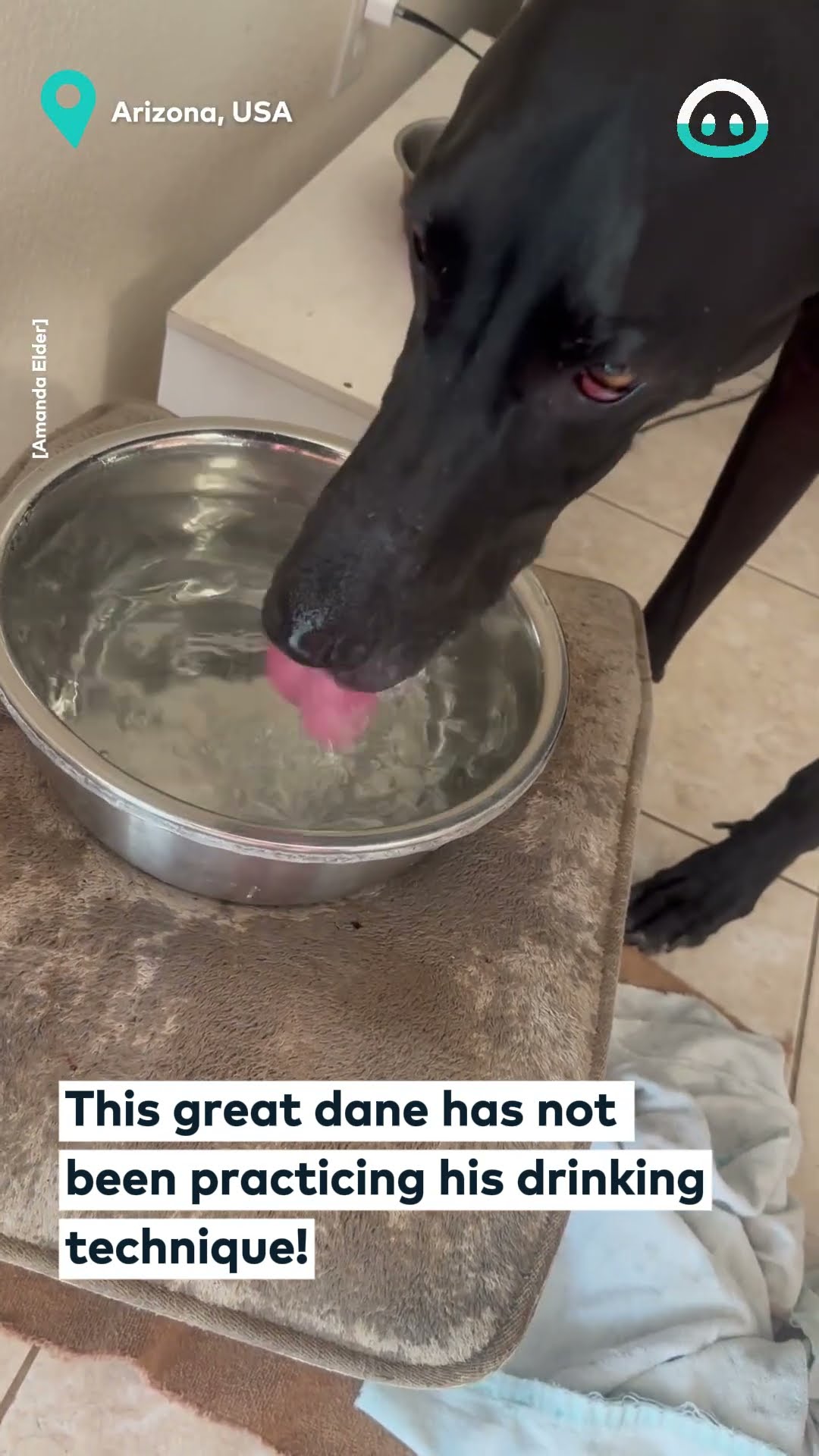 Great Dane Makes a Mess at Water Bowl || ViralHog