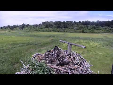 camera iphone 8 plus apk Cape Cod Museum of Natural History Live Stream