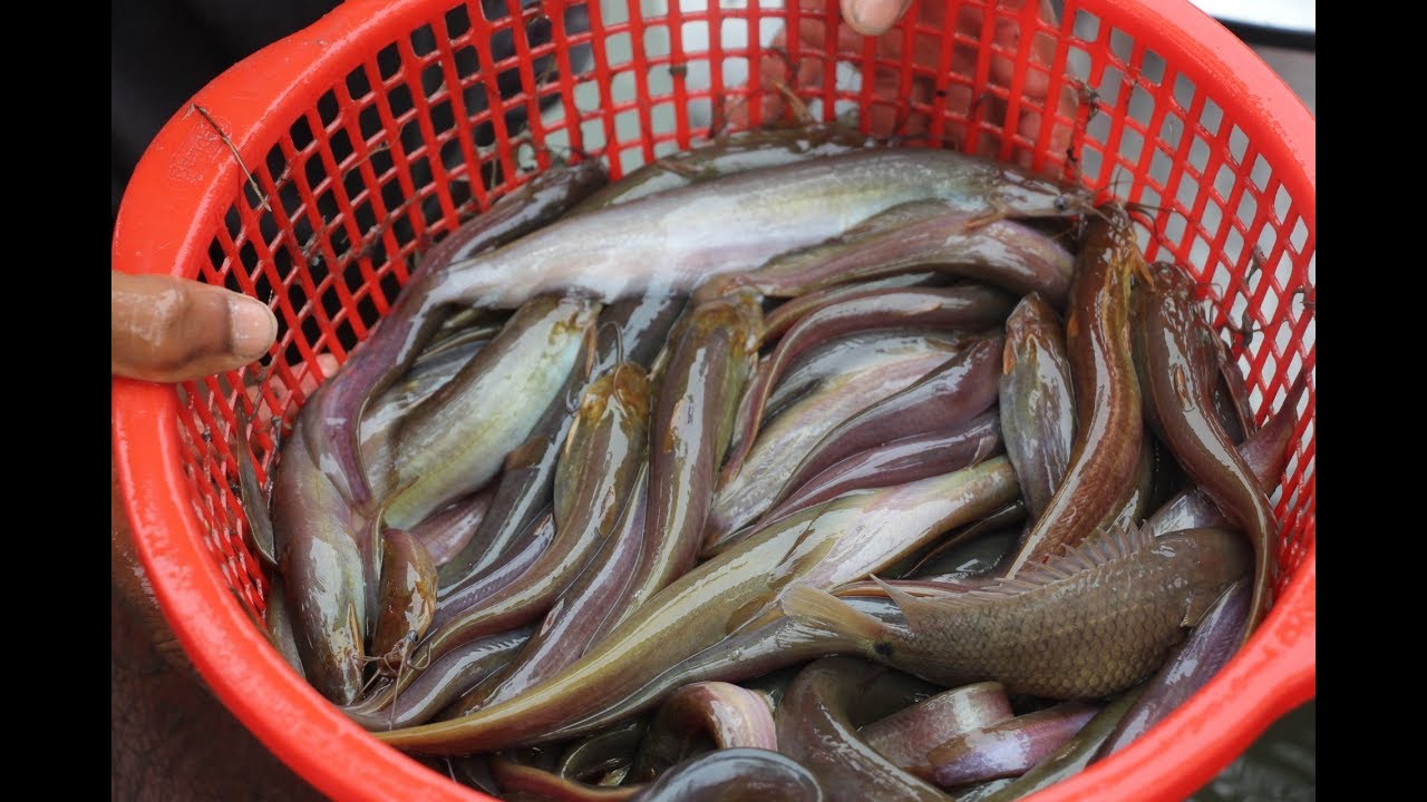 দেশি শিং মাছ চাষ / Stinging Catfish Farm In Bangladesh YouTube