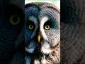 Owl Sound Owls Shorts Nature Beauty Best Shortsfeed Birds Wildlife Viral Trending 