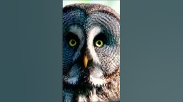 Thumbnail of owl sound #owls #shorts #nature #beauty #best #shortsfeed #birds #wildlife #viral #trending