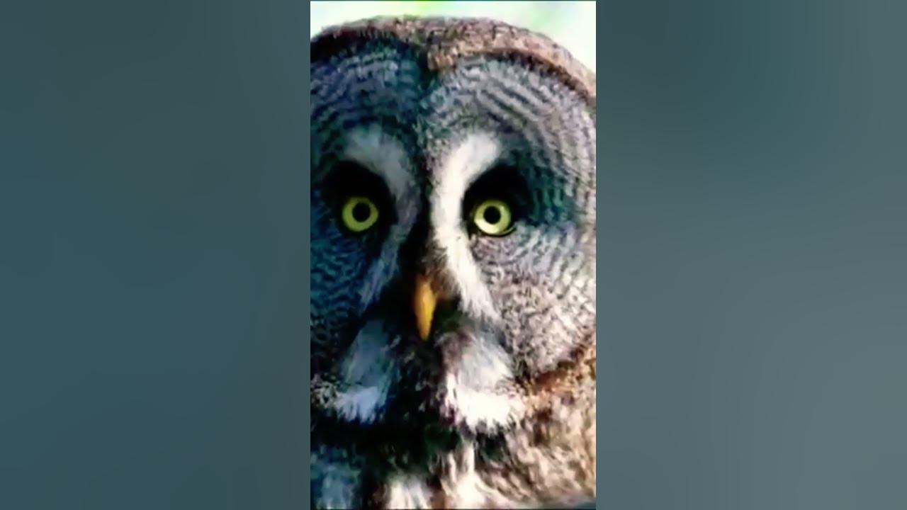 owl sound #owls #shorts #nature #beauty #best #shortsfeed #birds #wildlife #viral #trending