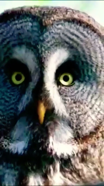 owl sound #owls #shorts #nature #beauty #best #shortsfeed #birds #wildlife #viral #trending