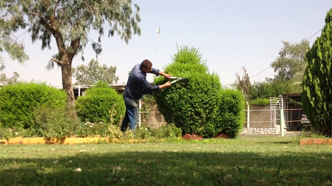 ✂️شجرة الياس