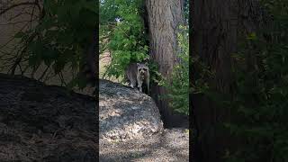 Not sure if the Trash Panda has a quest or just wants bells?
