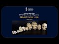Primate Skulls 360 Video