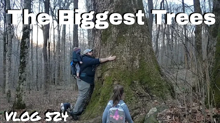 The Joyce Kilmer Forest - GIANT TREES!!!