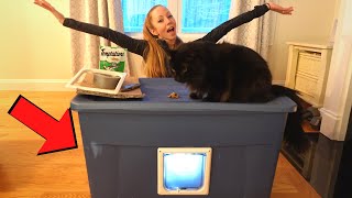 BUILDING A DIY CAT HOUSE TO SAVE CATS!