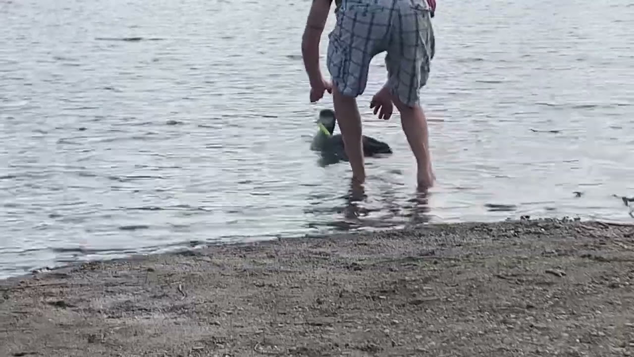 Hosmer Pond Loon Released After Rehabilitation. Video courtesy Dominic Gioia