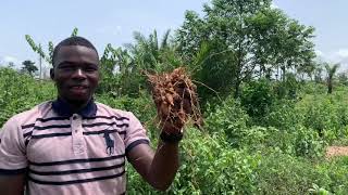 TURMERIC FARMING IN AFRICA WILL MAKE YOU RICH FASTER THAN GINGER