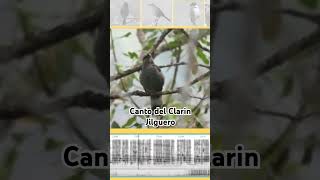 El hermoso Canto del Clarín Jilguero (Myadestes occidentalis) #clarin #jilguero #canto #biotuber