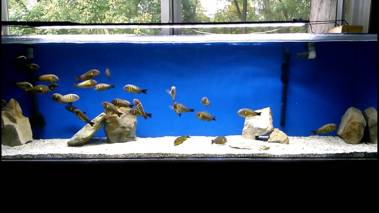 clear braces WC Tropheus Brichardi 