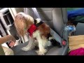 Sleepypod Clickit Dog Car Harness