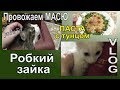 КОТЕНОК Саймон 😺Провожаем МАСЮ 🔊Домашний VLOG \ ГОТОВИМ ужин: паста с тунцом [JANNA FET]