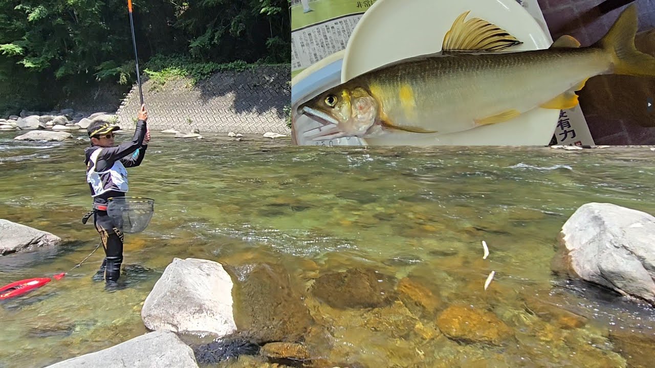 【今年はデカい！】白川 アユ生育調査（飛騨川漁協）