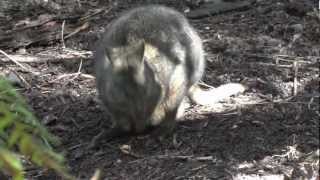 Healsville Sanctuary - Lyrebird &amp; Kangaroo