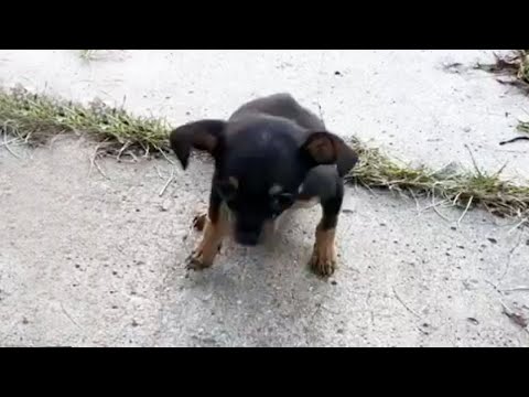 Video: Lost Dog Found: Dane Cook Tar Till Twitter För Att Få Beast Tillbaka