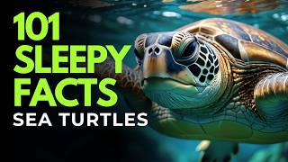 The Most Relaxing Facts About Sea Turtles to Fall Asleep To