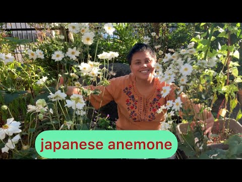 Videó: Japán Kökörcsin (49 Fotó): ültetés és Gondozás Nyílt Terepen, évelő Lágyszárú Japán Vagy őszi Kökörcsin Leírása