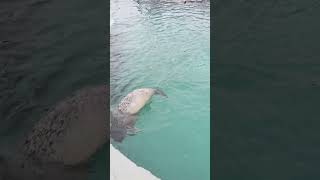 aquarium Du  Quebec #aquarium